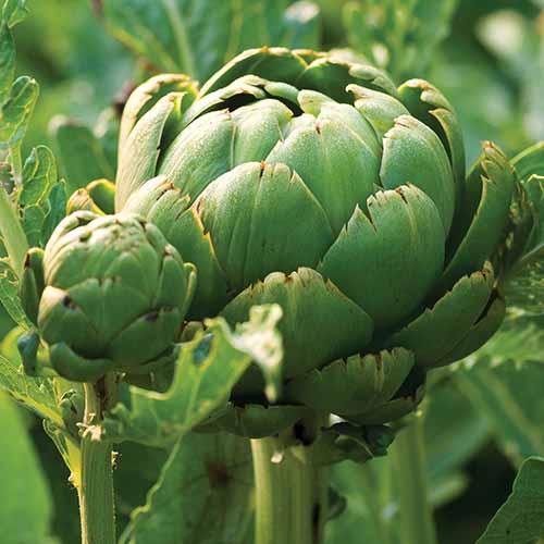 A close up square image of an ‘Imperial Star’ artichoke growing in the garden.