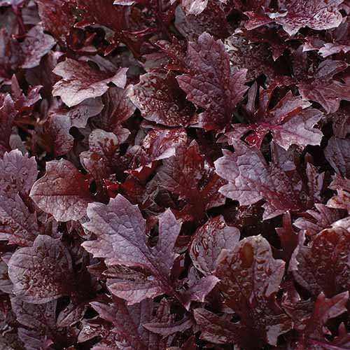 A close up square image of ‘Miz America’ mizuna with dark red leaves.