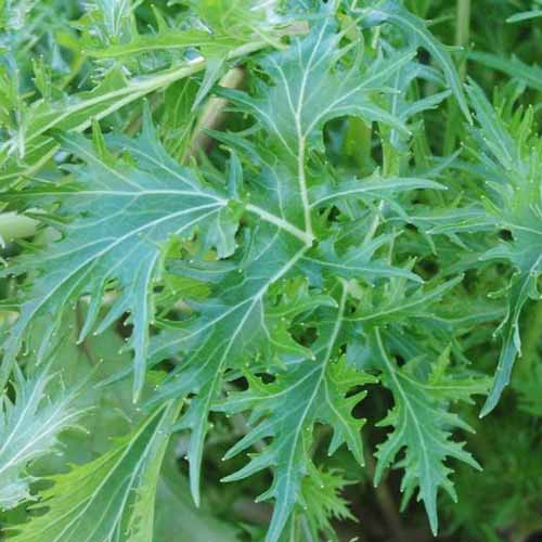 A close up square image of green mizuna leaves growing in a container in the garden.