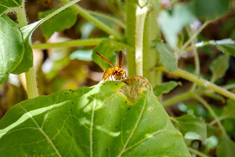 A close up horizontal image of a wasp on Helianthus annus foliage pictured in light filtered sunshine.