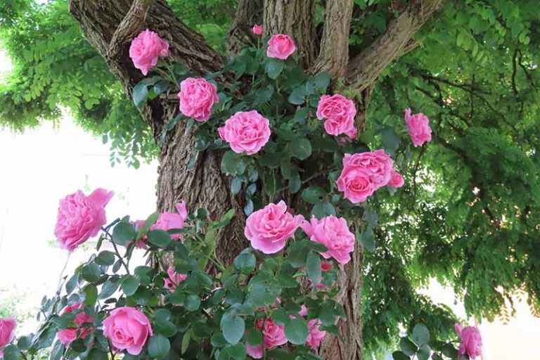Common Reasons why Rose Leaves Turn Yellow Gardener’s Path