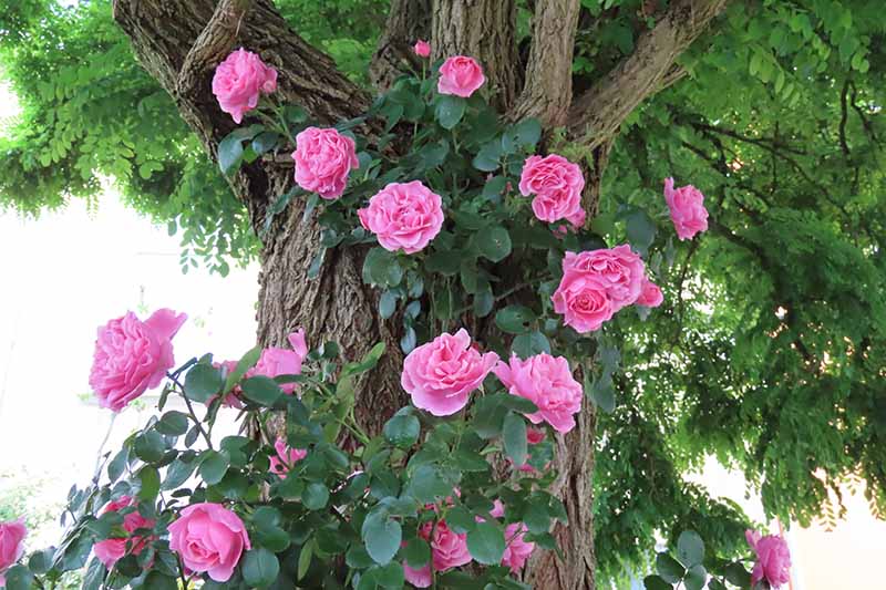 Common Reasons why Rose Leaves Turn Yellow Gardener’s Path