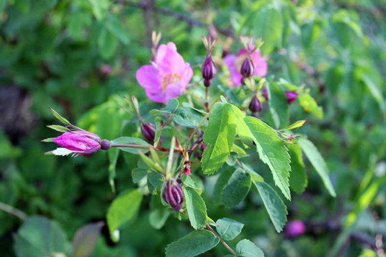 How to Plan a Rose Garden Gardener’s Path