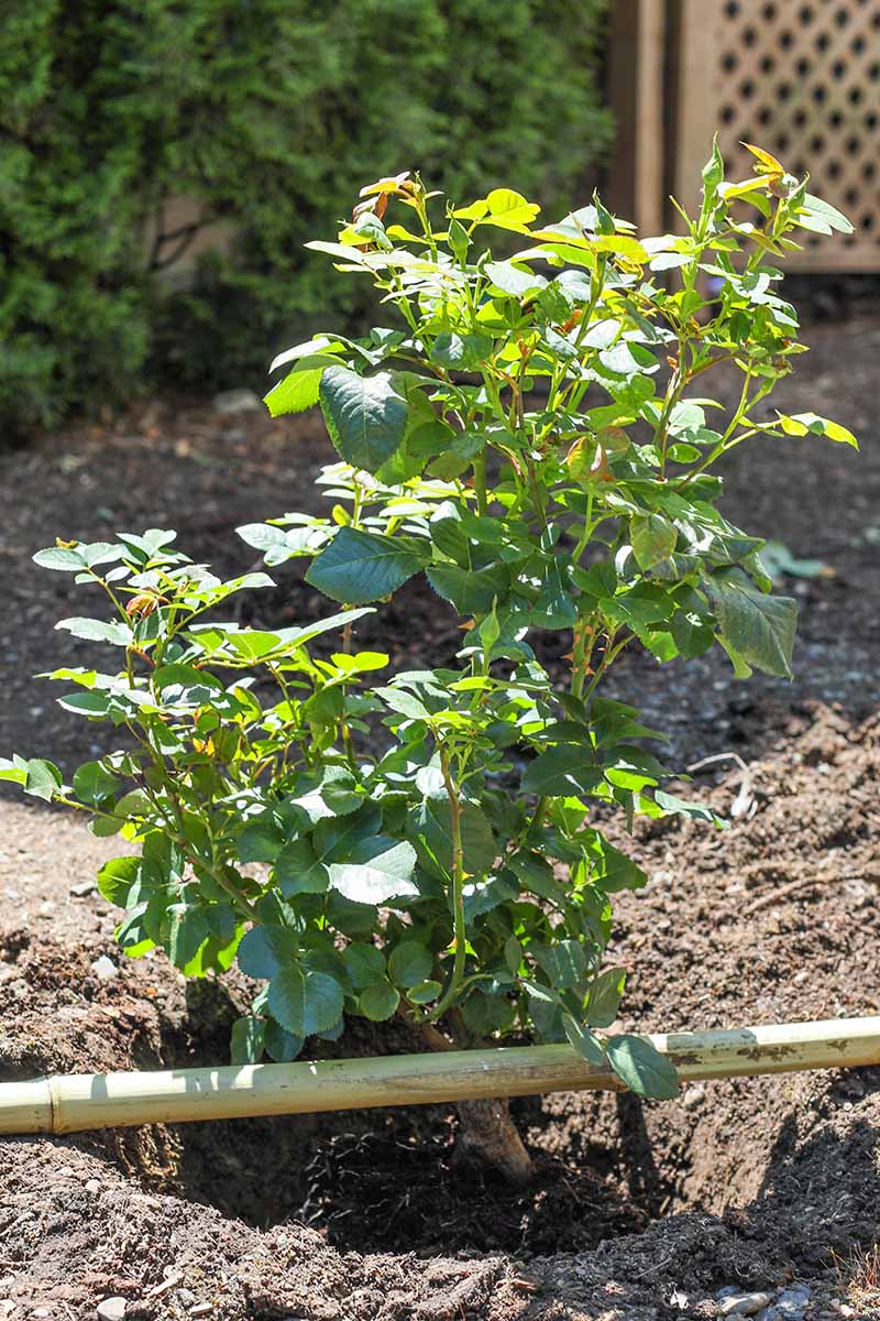A close up vertical image of a potted rose shrub planted out into a sunny garden.
