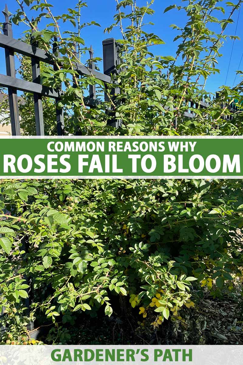 9 Common Reasons Why Roses Fail to Bloom Gardener’s Path