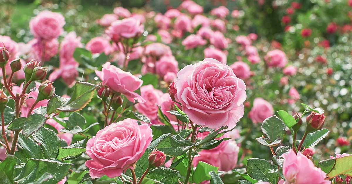 9 Common Reasons Why Roses Fail to Bloom Gardener’s Path