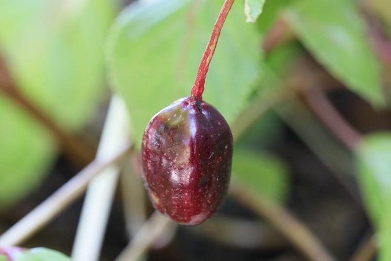 How to Harvest and Save Fuchsia Seeds Gardener’s Path