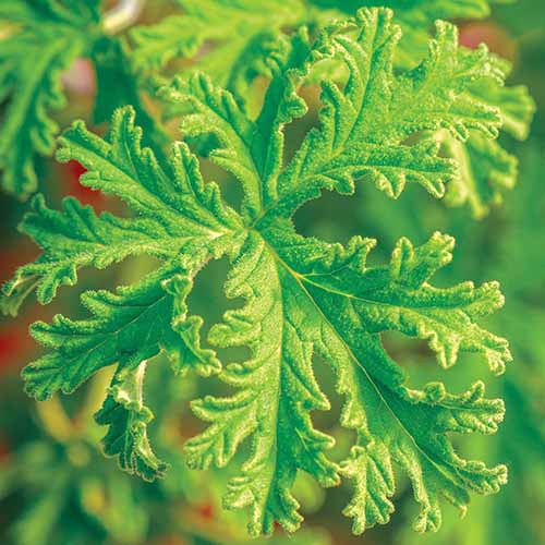 15 of the Best Scented Geranium Varieties Gardener’s Path