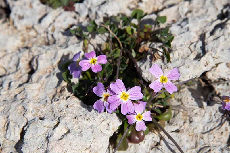 A close up horizontal image of small pink Virginia stock flowers (Malcolmia maritima) growing in between rocks.