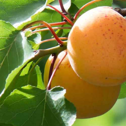 A close up square image of ripe ‘Autumn Glow’ apricots growing in the garden ready for harvest, pictured in light sunshine.