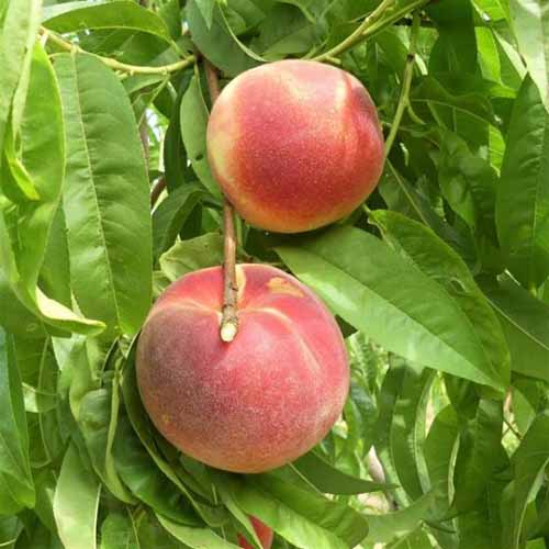 A close up square image of ripe ‘Babcok’ peaches growing on the tree.