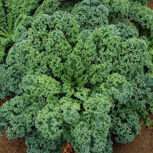 A close up square image of &lsquo;Blue Scotch Curled&rsquo; kale growing in the garden.