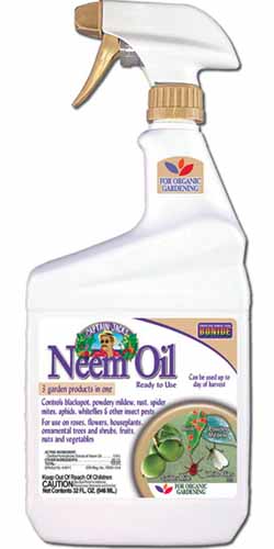 A close up vertical image of a spray bottle of Bonide Neem Oil isolated on a white background.