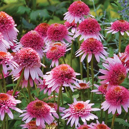 A close up square image of bright pink Echinacea &lsquo;Butterfly Kisses&rsquo; flowers pictured on a soft focus background.