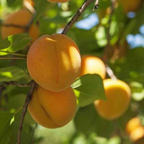A close up square image of ripe ‘Chinese’ apricots growing in the garden pictured in light filtered sunshine.