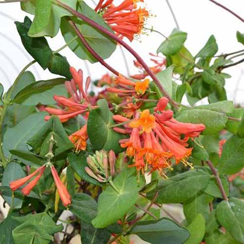 A close up square image of the bright orange flowers of &lsquo;Dropmore Scarlet&rsquo; honeysuckle.