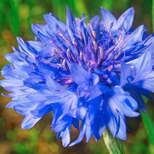 A close up square image of Centaurea cyanus ‘Dwarf Blue’ pictured on a soft focus background.