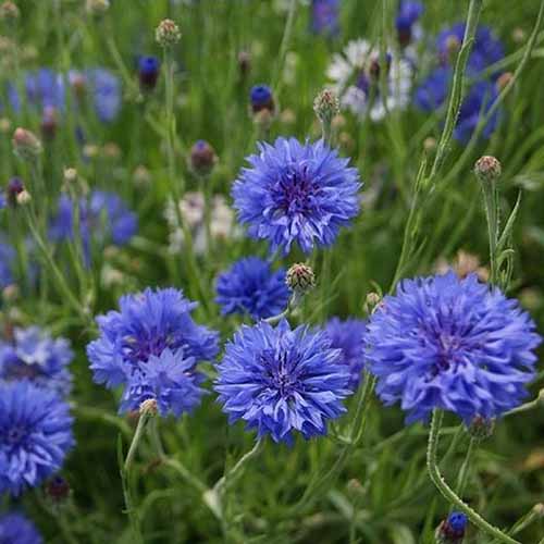 A close up square image of Centaurea cyanus ‘Early Victory’ flowers growing in the garden.