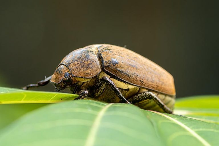 How to Identify and Control White Grubs Gardener’s Path