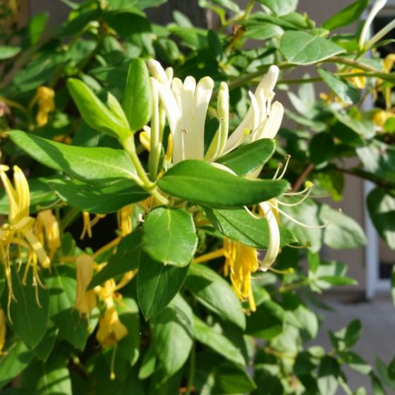 A close up square image of Japanese honeysuckle growing in the garden with a residence in soft focus in the background.