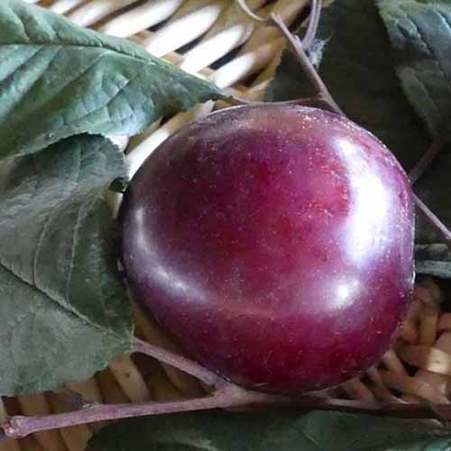A close up square image of a freshly picked ‘Hollywood’ plum placed in a wicker basket.