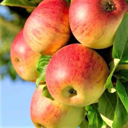 A close up square image of a bunch of ‘Honeycrisp’ apples growing on the tree pictured on a blue sky background.