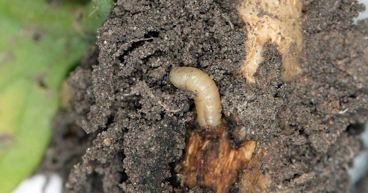 How to Identify and Control Root Maggots Gardener’s Path