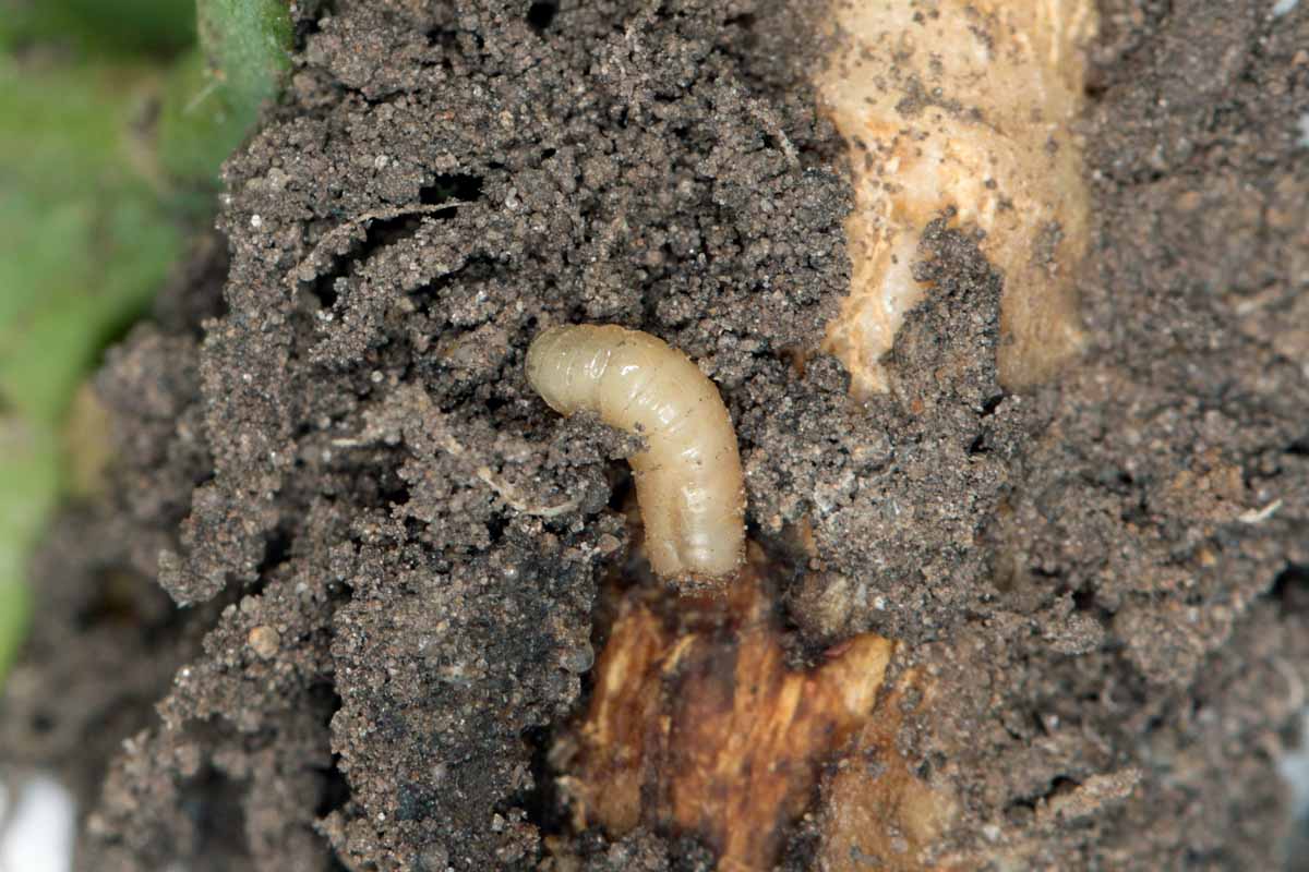 How to Identify and Control Root Maggots Gardener’s Path