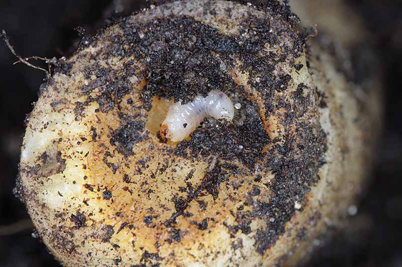 A close up horizontal image of a root infested with root weevils pictured on a soft focus background.