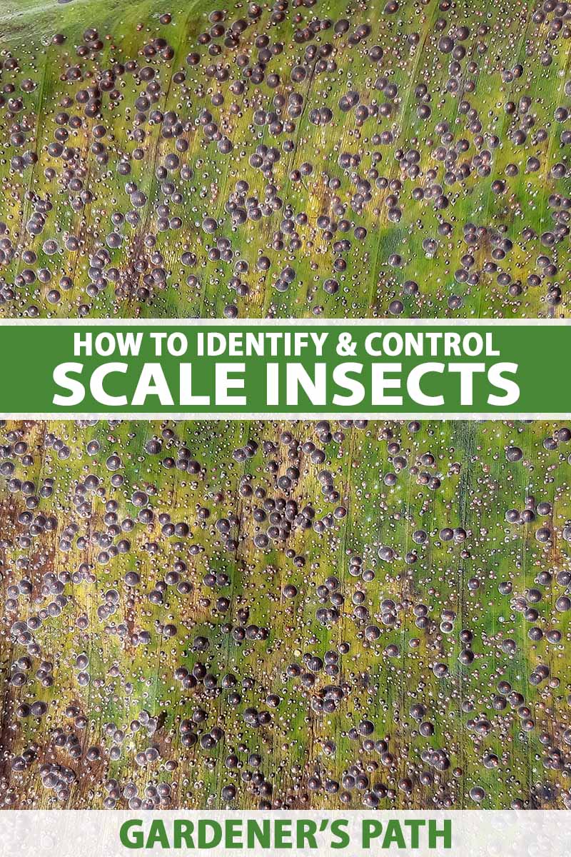 How to Identify and Control Scale Insects Gardener’s Path