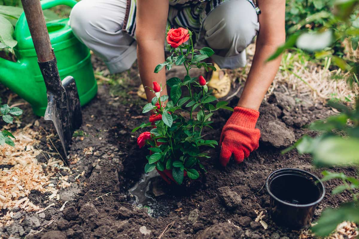 A close up horizontal image of a gardener wearing red gloves planting a potted rose bush out into the garden.