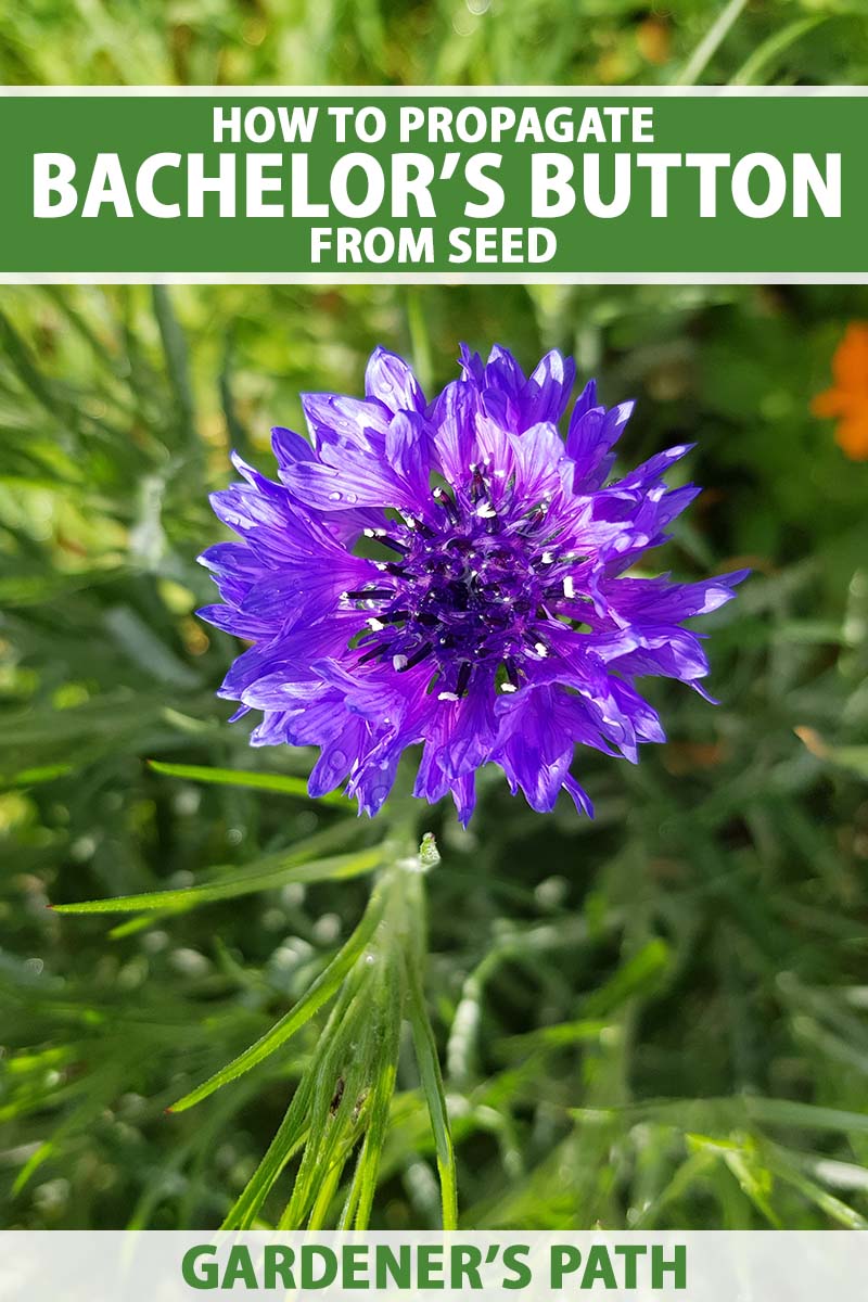 A close up vertical image of a purple cornflower growing in the garden pictured in light filtered sunshine on a soft focus background. To the top and bottom of the frame is green and white printed text.