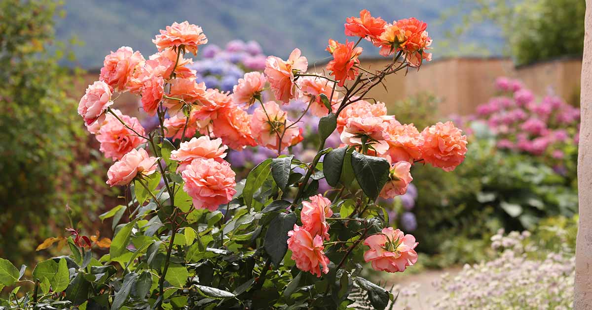 How to Transplant Roses Gardener’s Path