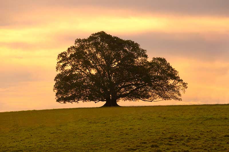 A horizontal image of a large lone fig tree in a grassy landscape pictured in evening light.