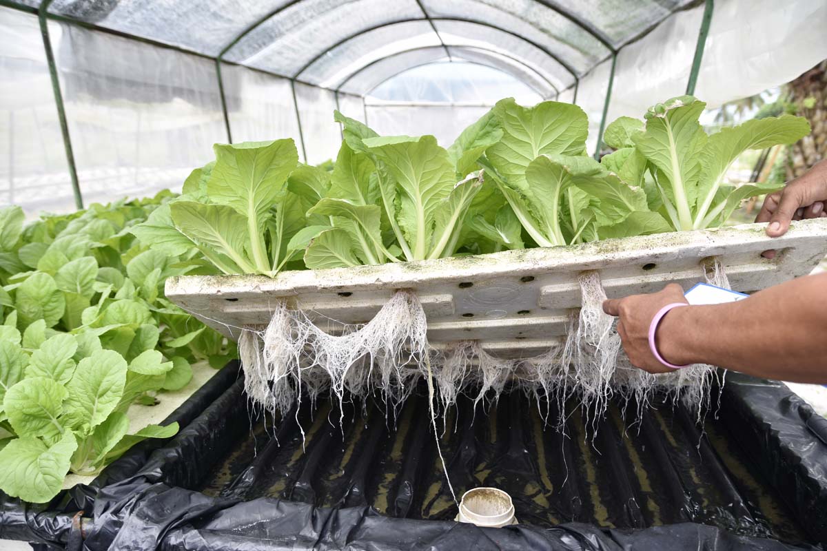 A close up horizontal image of a human hand from the right of the frame lifting up a tray of hydroponically grown lettuces in a large greenhouse.