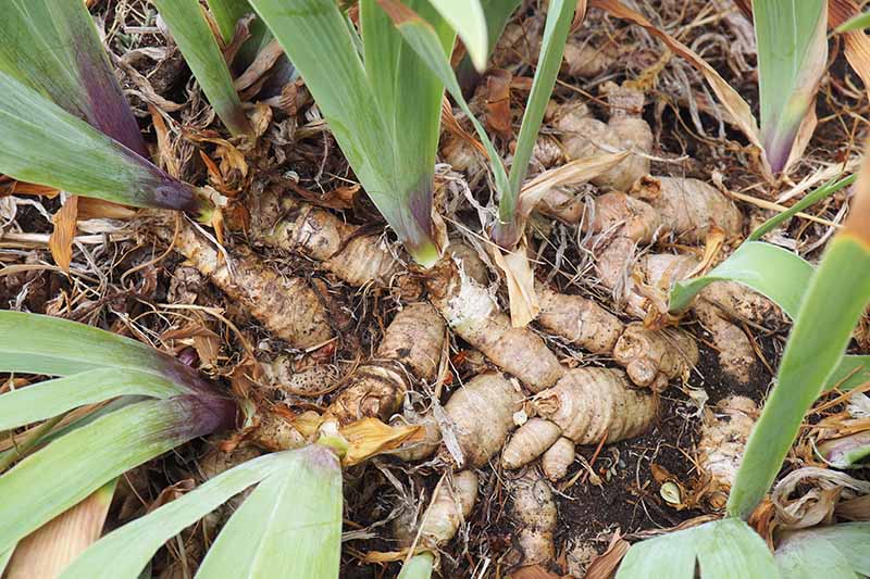How to Lift and Divide Iris Plants Gardener’s Path
