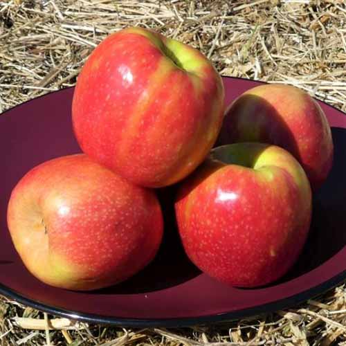 A close up square image of three ‘Pink Lady’ apples freshly harvested and set on a plate.