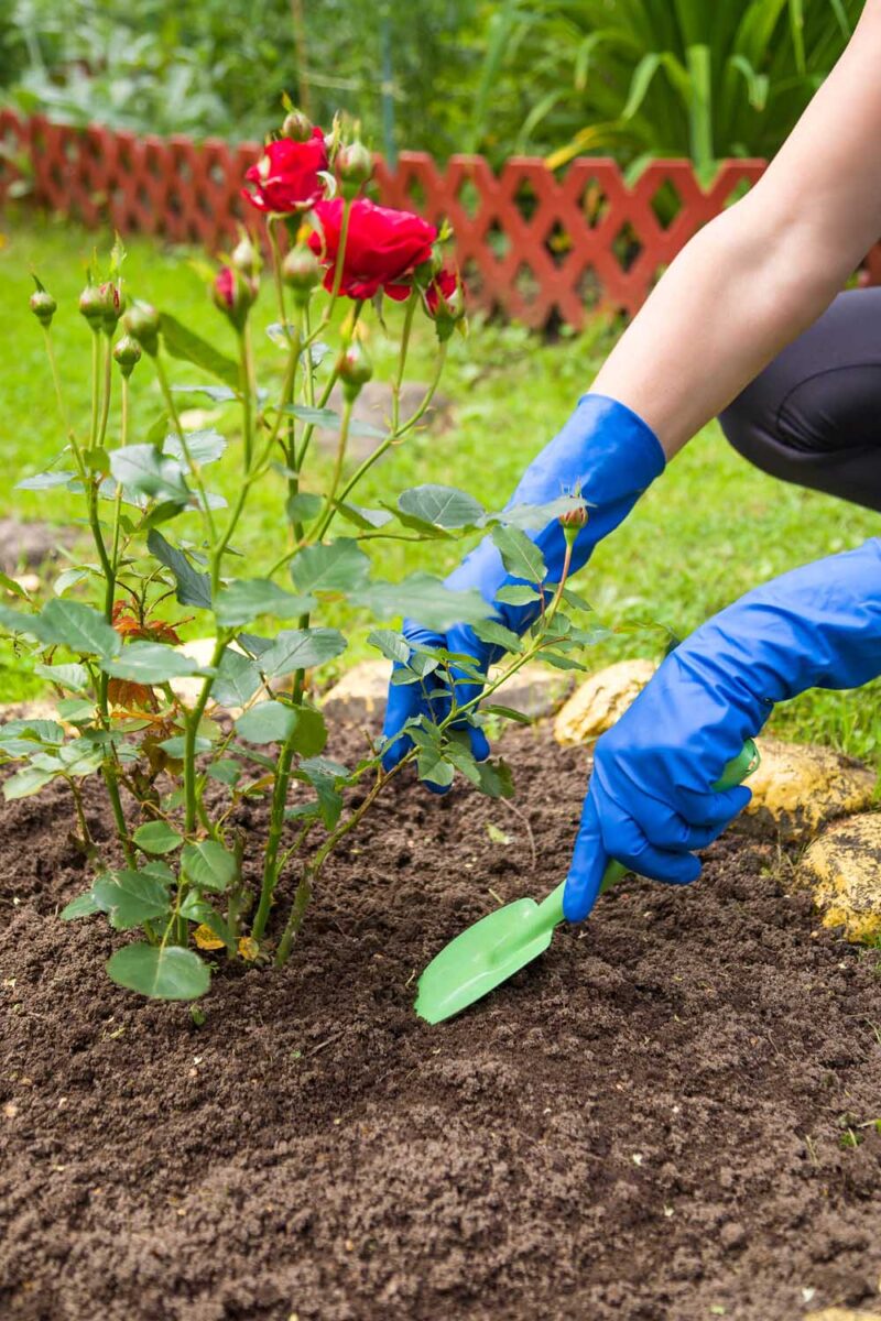 Two female hands in blue cloves with green spade planting a red blooming rose bush.