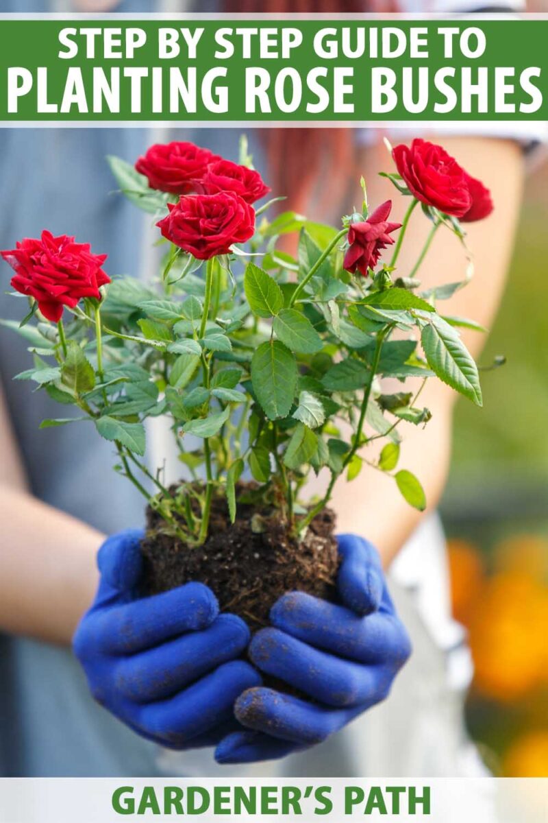 Gloved female hands holding a small rose bush that had been removed from its pot.