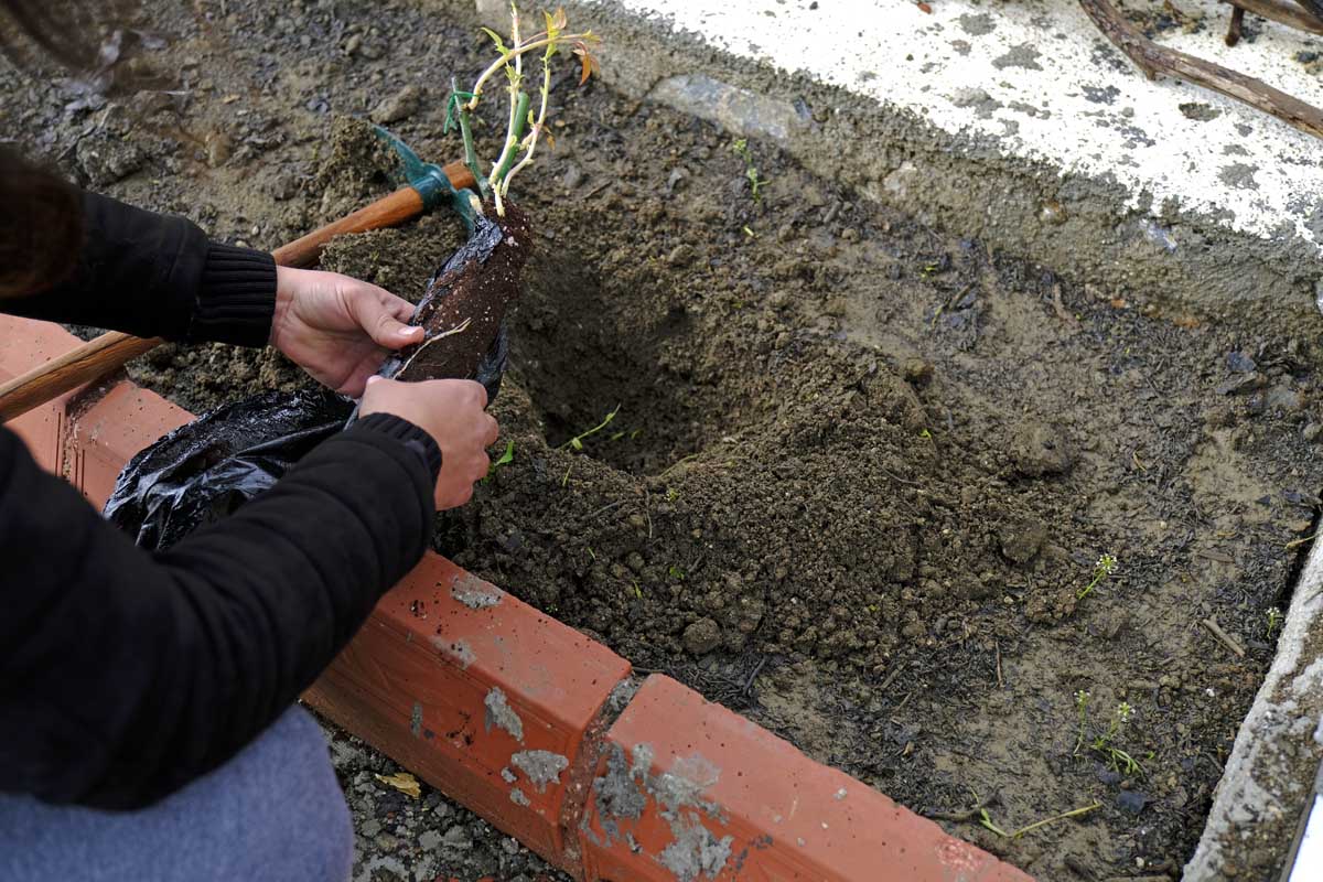 A close up horizontal image of a gardener planting a bare root into the soil in a raised bed.