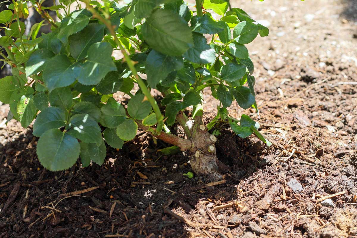 A close up horizontal image of a shrub planted in the garden showing the bud union at the soil line.