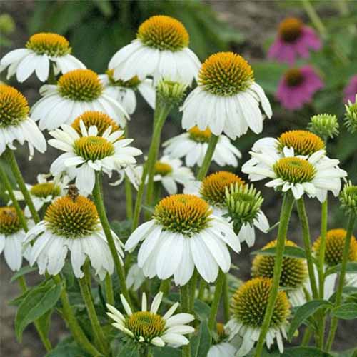 A close up square image of Echinacea &lsquo;Pow Wow White&rsquo; growing in the garden.