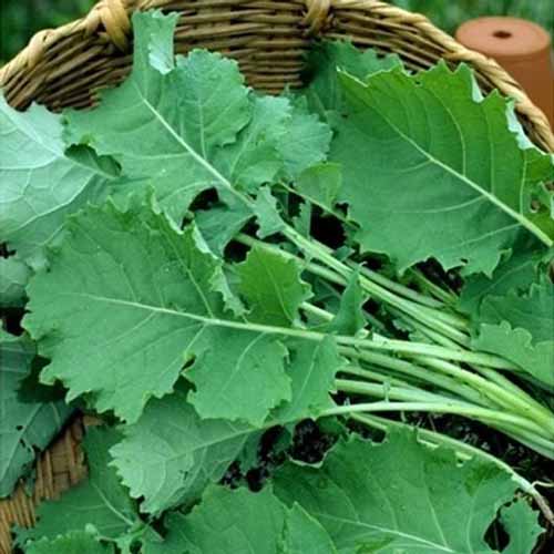 A close up square image of freshly harvested &lsquo;Premier&rsquo; kale in a wicker basket.