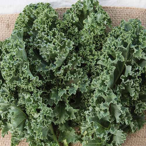 13 of the Best Kale Varieties Gardener’s Path