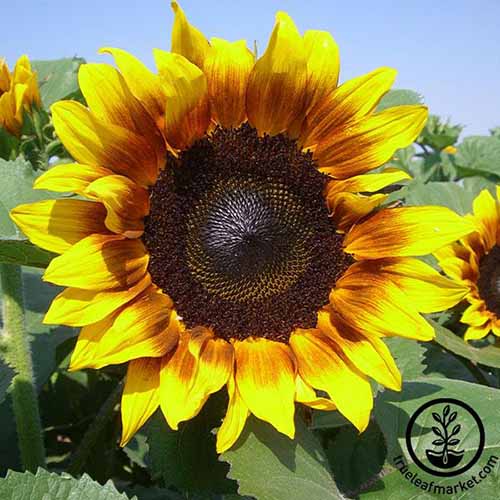15 of the Best Sunflower Varieties to Grow at Home Gardener’s Path