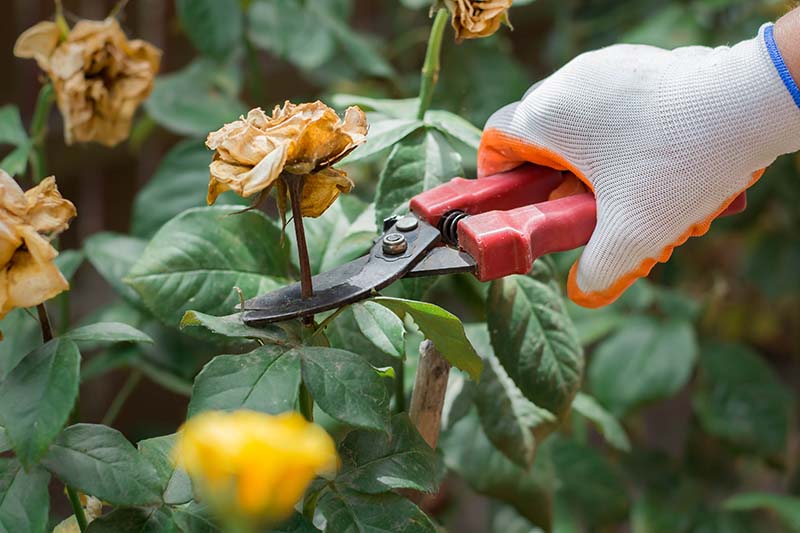 A close up horizontal image of a hand from the right of the frame holding a pair of pruners, deadheading a spent flower.