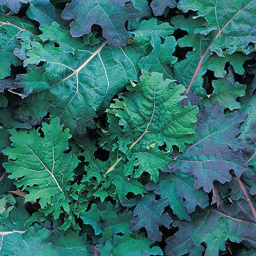 A close up square image of &lsquo;Red Russian&rsquo; kale growing in the garden.