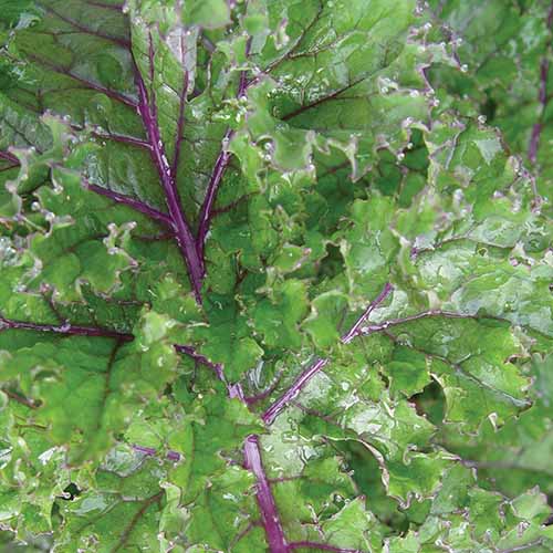 A close up square image of &lsquo;Red Winter&rsquo; kale with light green leaves and purple stems.