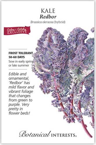 A close up vertical image of a seed packet for &lsquo;Redbor&rsquo; kale with text to the left of the frame and a hand-drawn illustration to the right.