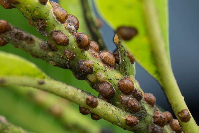 How to Identify and Control Scale Insects Gardener’s Path